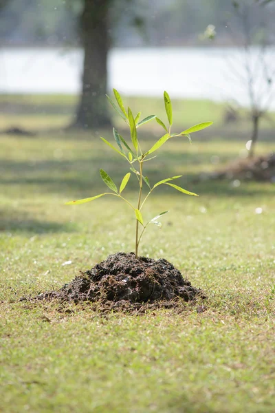 Pohon Sapling — Stok Foto