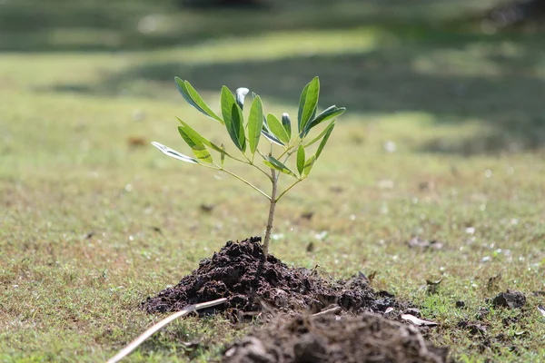 Pohon Sapling — Stok Foto