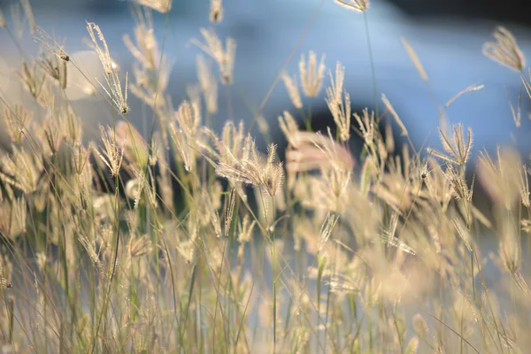 Liten blomstergress ved avslapningstid – stockfoto