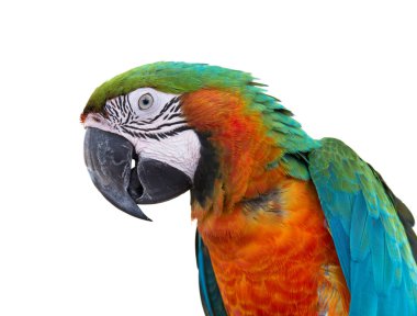 Beyaz zemin üzerine kırmızı macaws (Ara macao)