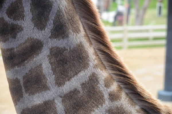 Feche um pescoço de uma girafa — Fotografia de Stock