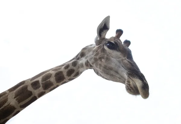 Girafa cabeça no fundo branco — Fotografia de Stock