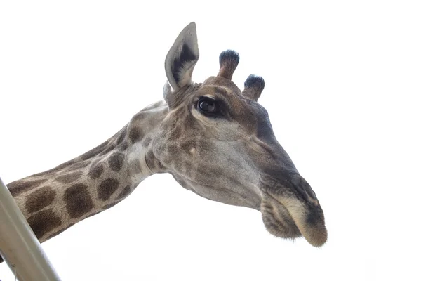 Girafa cabeça no fundo branco — Fotografia de Stock