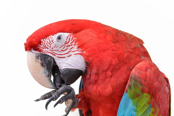 Guacamayos escarlata (Ara macao) sobre fondo blanco — Foto de Stock