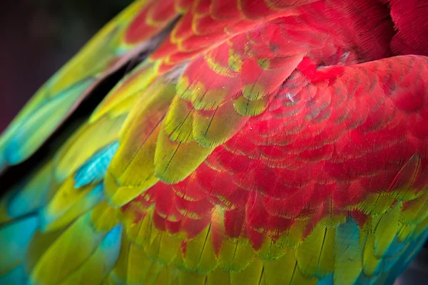 在多彩羽毛的绯红金刚鹦鹉，背景上的特写 — 图库照片