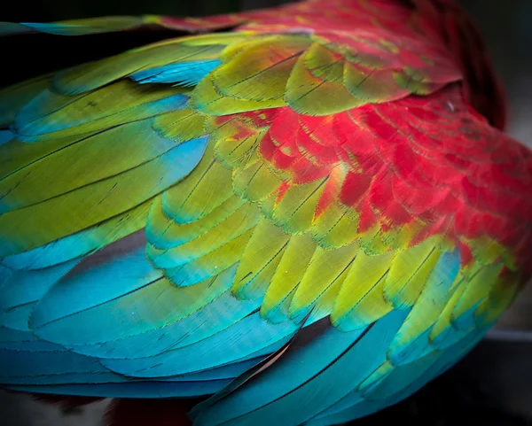 Primer plano en colorida pluma de guacamayo escarlata, fondo —  Fotos de Stock