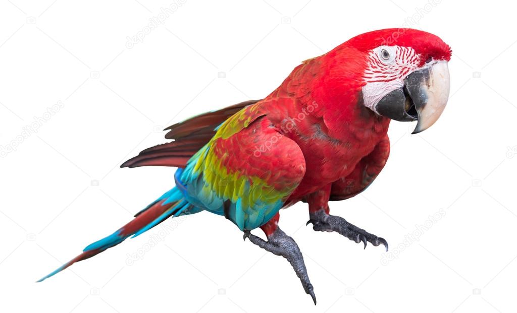 Scarlet macaws (Ara macao) on white background