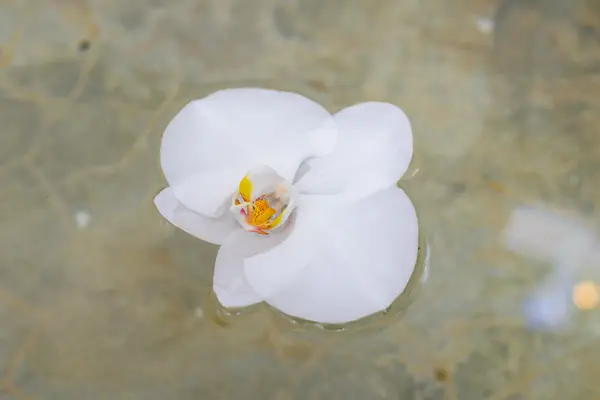 White orchid flower on water — Stock Photo, Image