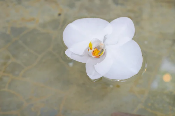 White orchid flower on water — Stock Photo, Image