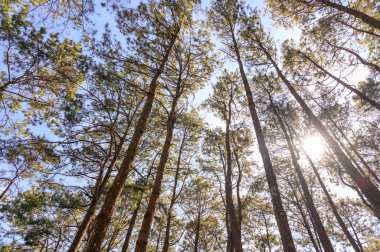 Güneş ışığı ve doğal manzaralı çam ağacı ormanı. Temiz arka planı olan pek çok çam ağacına bakın.