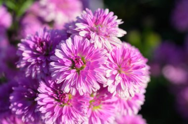 Michaelmas Daisy 'nin pembe çiçekleri (Aster Amellus), Aster Alpinus, Asteraceae menekşeleri yazın çoğalarak çoğalır.