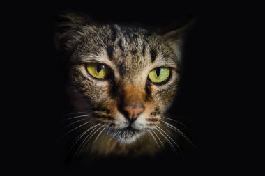 Tay kedi yüzünü kapatmak