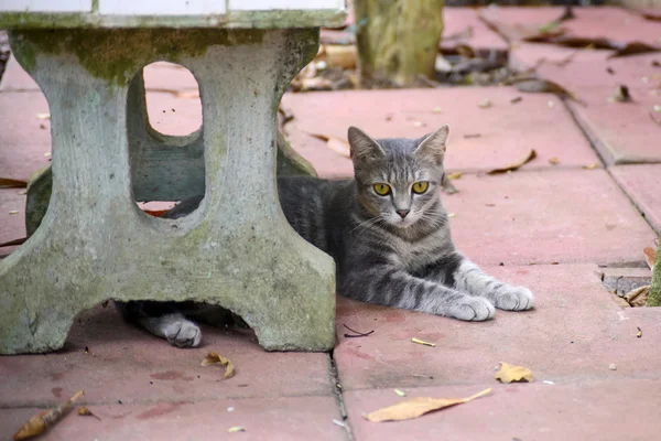 Gato tailandês sob cadeira ao ar livre — Fotografia de Stock