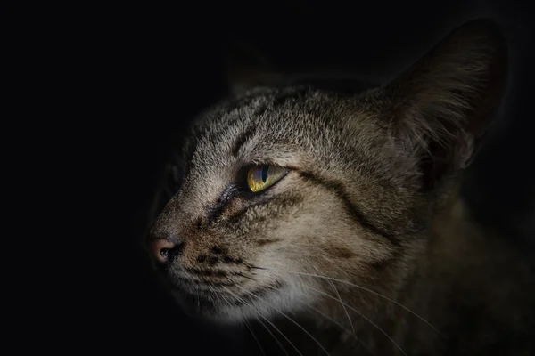 Close up Thai cat face — Stock Photo, Image