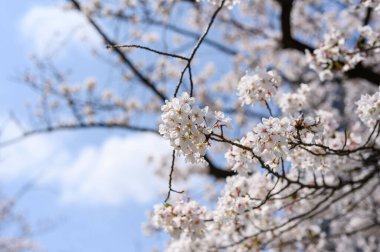 Ueno Park, Tokyo, Japonya 'da güzel kiraz çiçekleri açıyor. İlkbaharda sakura çiçeği kümeleri