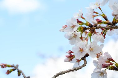 Japonya 'da kiraz çiçekleri. Baharda Sakura dalının güzel, narin beyaz yaprakları