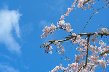 Japonya 'da kiraz çiçekleri mavi gökyüzüne karşı tam çiçeklenmiştir. Güzel sakura çiçekleri.