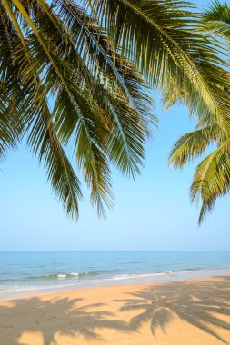 Yaz saati Palm'da Hindistan cevizi ile tropikal plaj