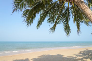 Yaz saati Palm'da Hindistan cevizi ile tropikal plaj