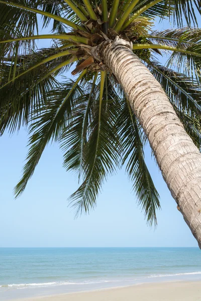 Tropischer Strand mit Kokospalmen im Sommer — Stockfoto