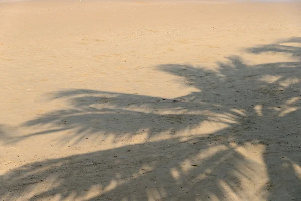 Stín kokosových listů na tropické pláži — Stock fotografie