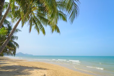 Yaz saati Palm'da Hindistan cevizi ile tropikal plaj