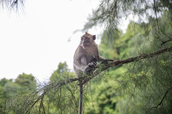 Małpa w naturalnych Yong Ling Beach Tajlandia — Zdjęcie stockowe