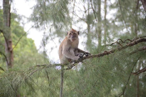 Małpa w naturalnych Yong Ling Beach Tajlandia — Zdjęcie stockowe