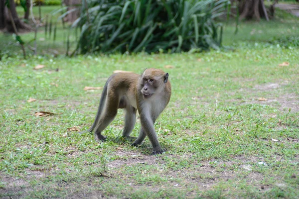 Affe im natürlichen Yong Ling Strand in Thailand — Stockfoto