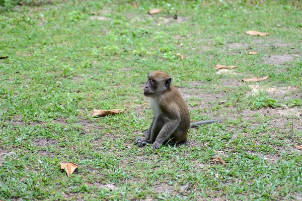 Apekatt i YONG LING Beach Thailand – stockfoto