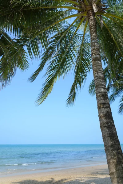 热带海滩与椰子棕榈在夏季时间 — 图库照片