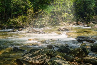 Orman, doğa rill akışı akışında