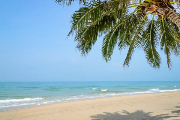 Tropisch strand met coconut palm op zomertijd — Stockfoto