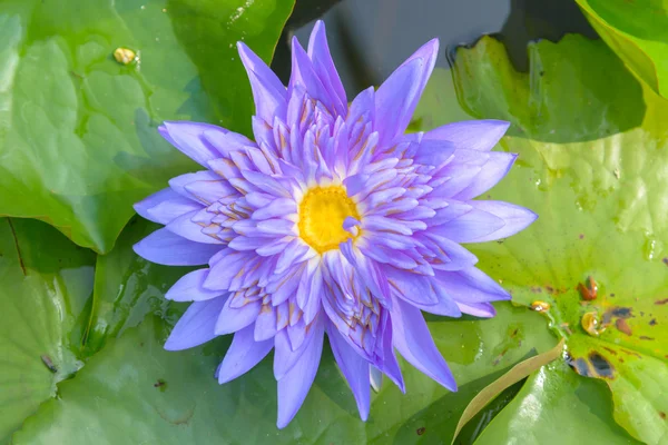 Fold Lotus - Foto Saham — Stok Foto