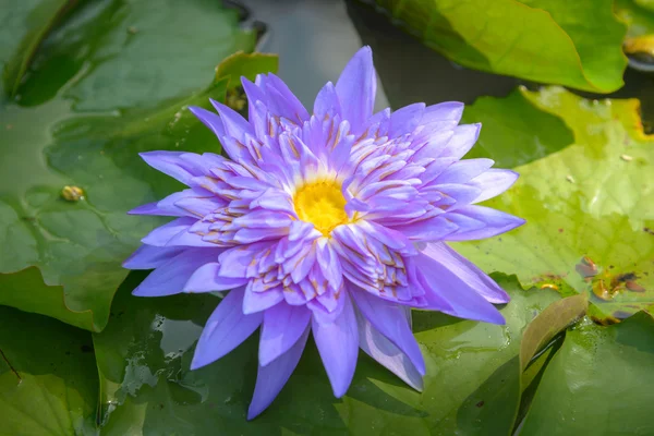 Fold Lotus - Foto Saham — Stok Foto