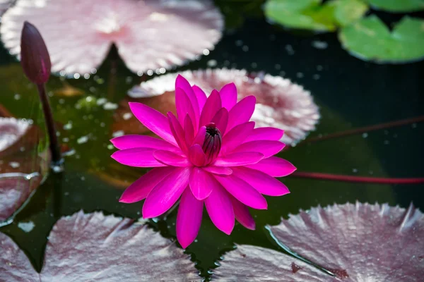 Fold Lotus - Foto Saham — Stok Foto