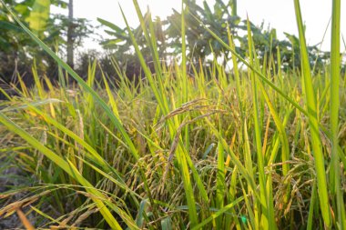 Pirinç alan - stok fotoğraf