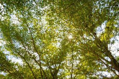 Ormanın sk için düşük açılı görünümünün soyut bulanık görüntü