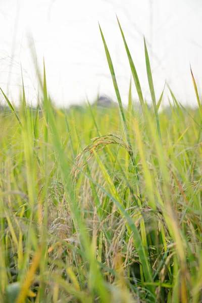 Rice field - Stock Photo — Stock Photo, Image