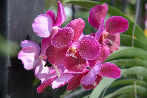 Orchid flowers - Stock Photo — Stock Photo, Image