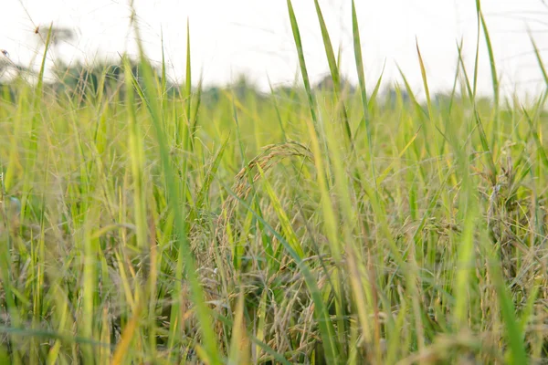 Rice field - Stock Fotó — Stock Fotó