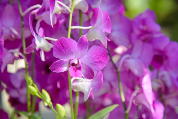 Orchid flowers - Stock Photo — Stock Photo, Image