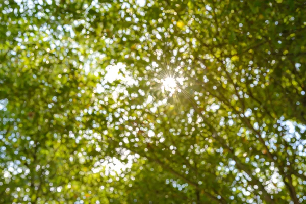 Abstracta imagen borrosa de bajo ángulo de vista del bosque a la sk — Foto de Stock