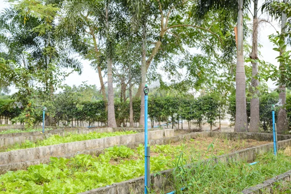 Arroseur, Loi sur l'arrosage du système d'irrigation de jardin — Photo