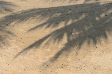 tropikal beac Hindistan cevizi yaprağı gölgesi