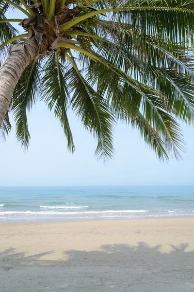 Tropical beach with coconut palm at summer time — Stock Photo, Image
