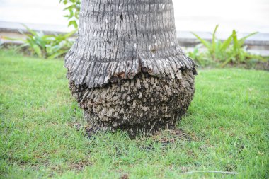 Hindistan cevizi ağacı kökü