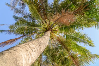 Palmiye ağacı coconu ile görünümünü aramak