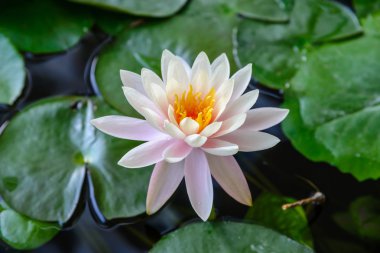 Stok fotoğraf lotu - kat