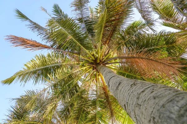Palmiye ağacı coconu ile görünümünü aramak
